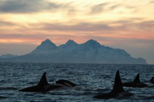 Lofoten Islands Whale Safari