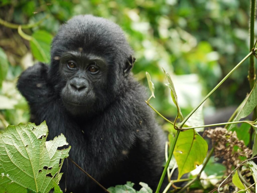 Bwindi National Park