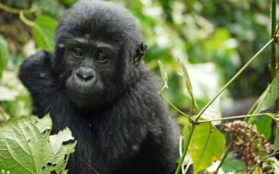 Silverback Gorilla Trekking in Bwindi Forest Uganda – Amazing African Wildlife experiences