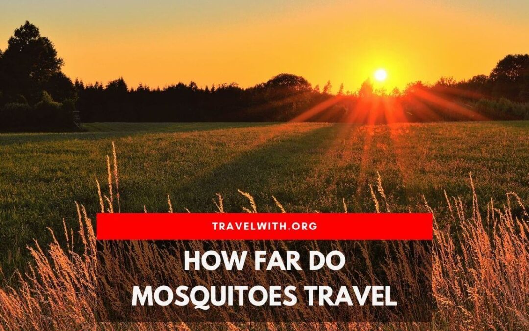 how far do mosquitoes travel