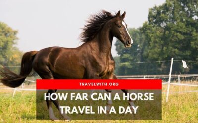 How Far Can a Horse Travel in a Day