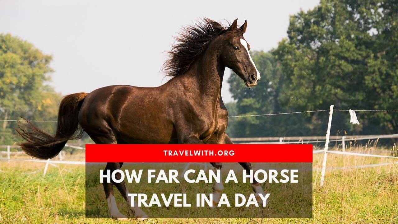 How Far Can a Horse Travel in a Day