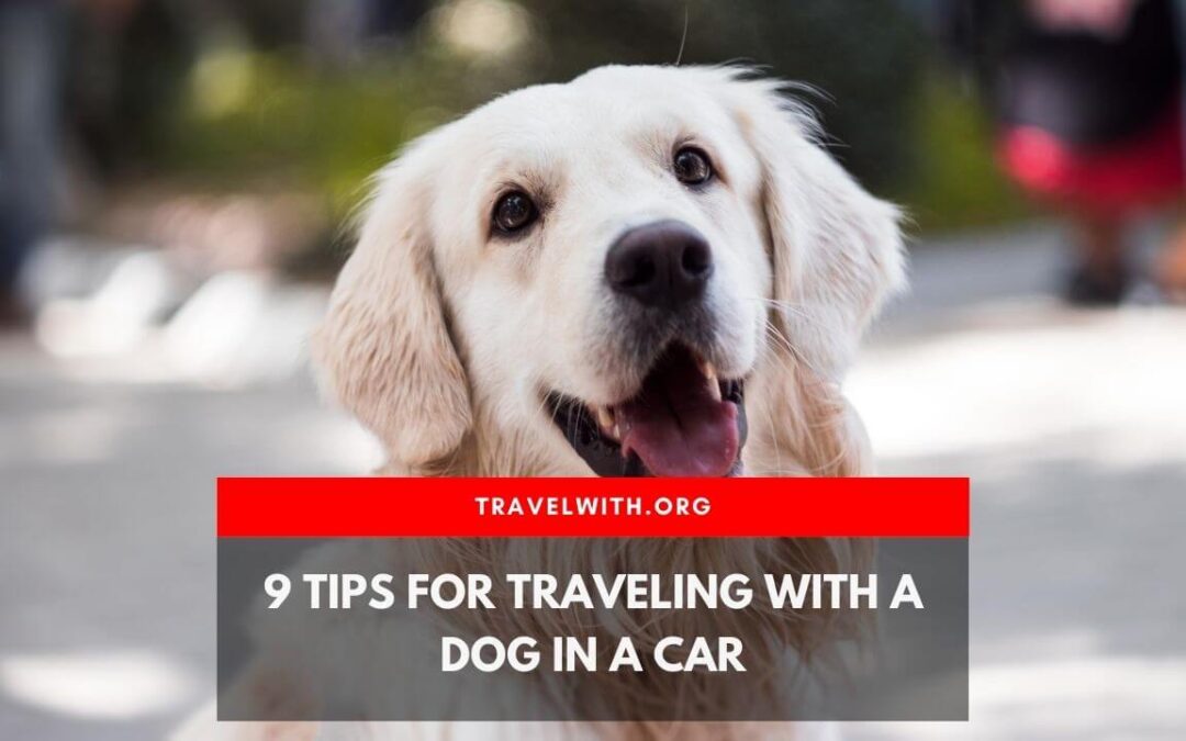 Here are 9 tips for traveling with a dog in a car in extreme heat