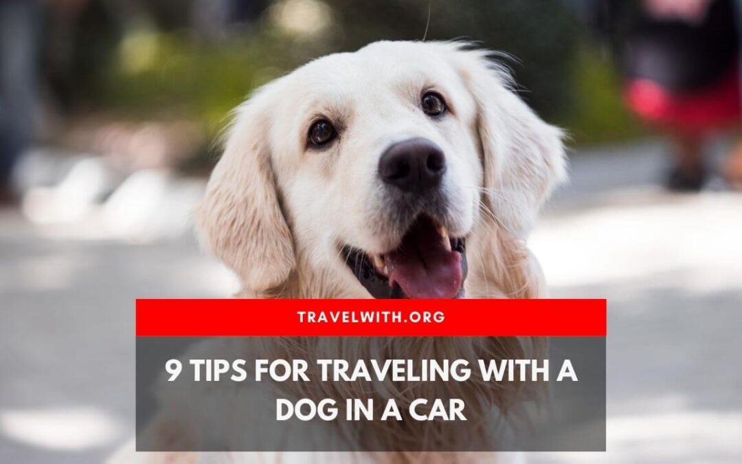 how to travel with a dog in a car