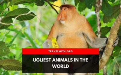 Ugliest Animals in The World