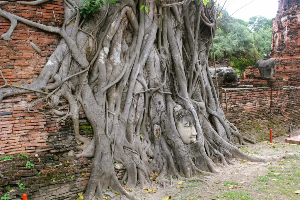 The famous Buddha head entwined in tree roots at Wat Mahathat in Ayutthaya, one of the best temples in Thailand