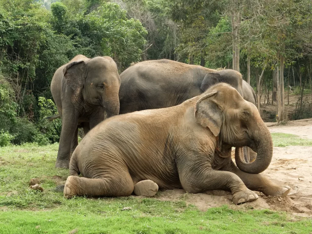 Why visit Phuket? Ethical elephant sanctuaries allow visitors to observe rescued elephants in a natural environment while supporting responsible wildlife conservation.