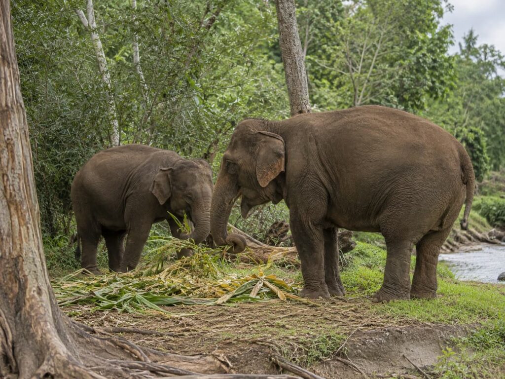 Elephants foraging at ChangChill, an ethical elephant sanctuary in Chiang Mai, Thailand