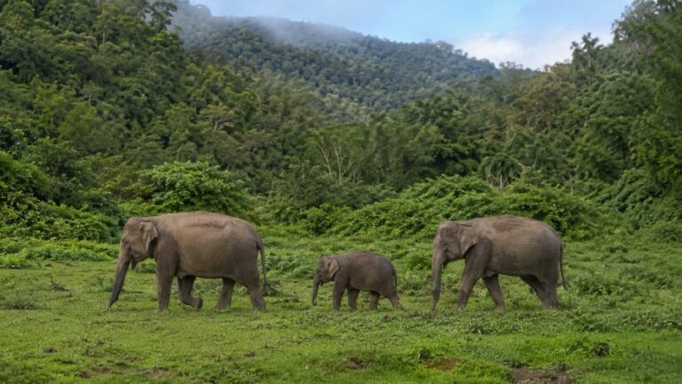 Elephants roaming naturally at ethical elephant sanctuaries in Thailand