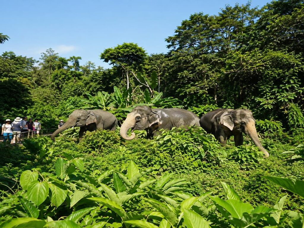 Elephants foraging naturally at Following Giants, an ethical elephant sanctuary in Thailand