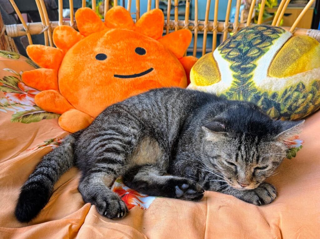 Resident cat relaxing at Grandma Homemade Thai Food near Patong