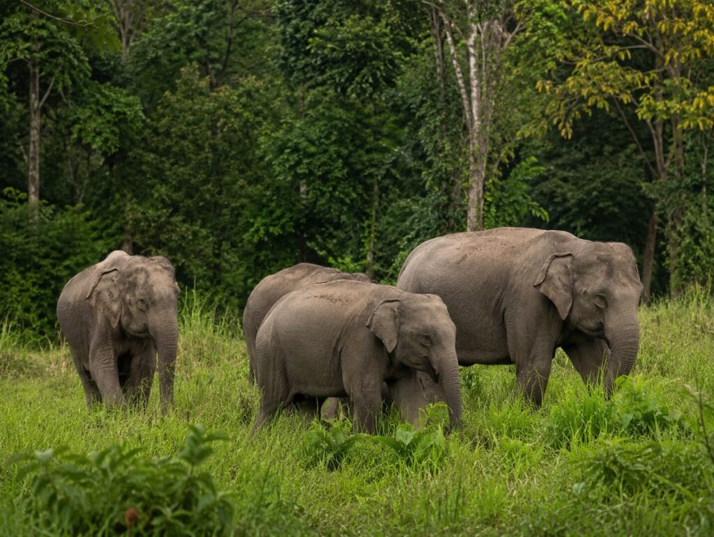 Wild Asian elephants in a forest clearing representing the wildlife of Khao Yai National Park in Thailand