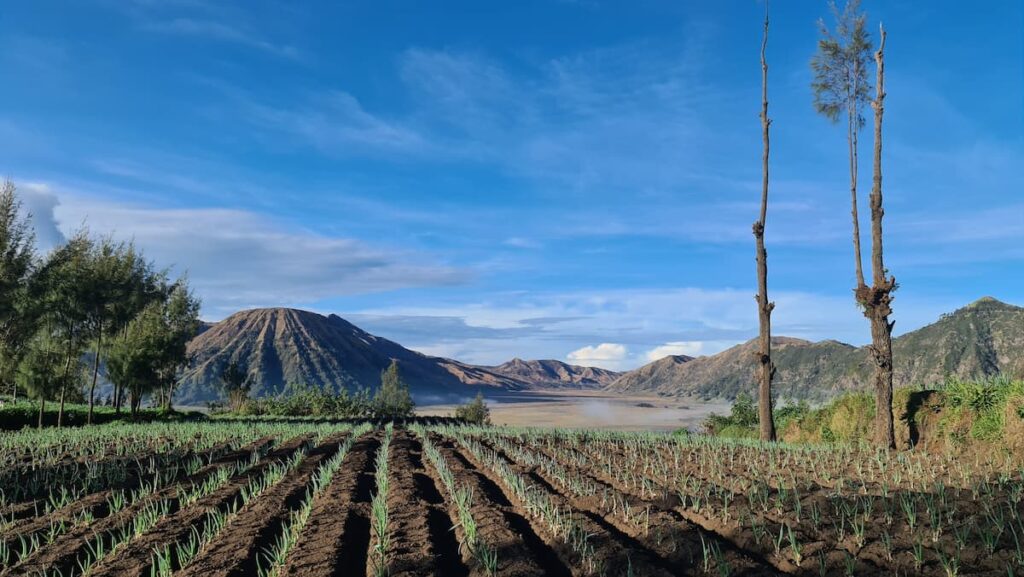 Cultivated fields overlooking the Mount Bromo volcanic landscape in East Java, Indonesia our featured South East Asia destination