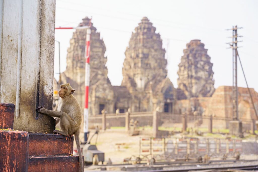 Macaque beside Phra Prang Sam Yot in Lopburi, featured in where to go in Central Thailand.