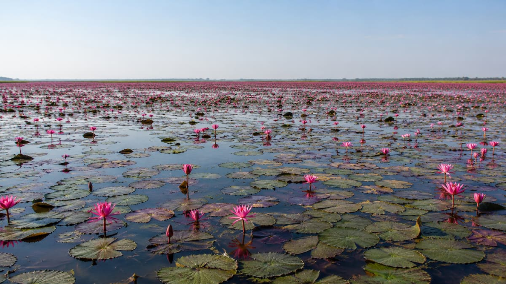 Thailand travel guide view across the flowering pink water lilies of the Red Lotus Sea in Udon Thani.