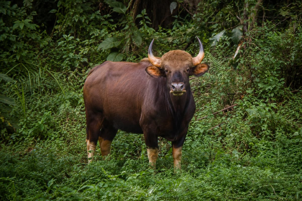 Thailand travel guide view of a wild gaur standing among dense forest vegetation in Khao Yai National Park.