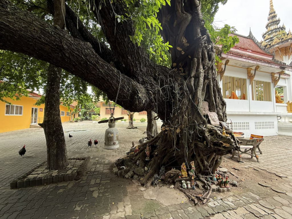 Large tree, bell and devotional figures at Wat Thipphaksong Laem Phet